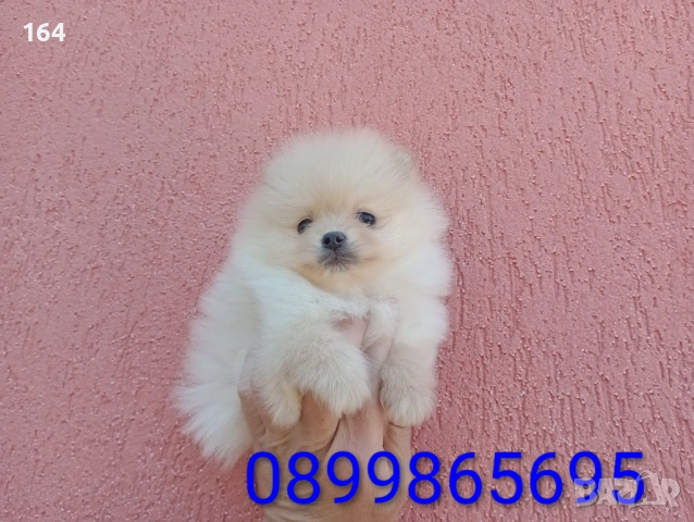 Мъжки мини Померан. Реални снимки !!!