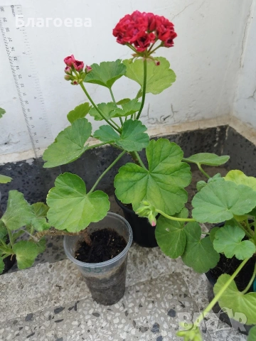 Мушкато различни цветове 2 €/бр
