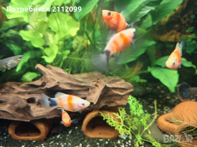 Тигрова плата 10бр 