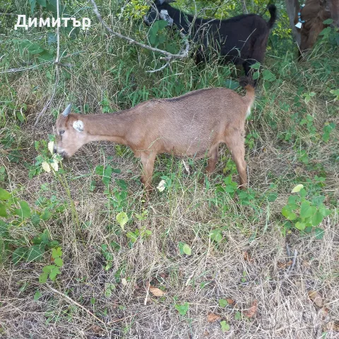 Три кози и 4 ярета, снимка 17 - Кози - 55420932