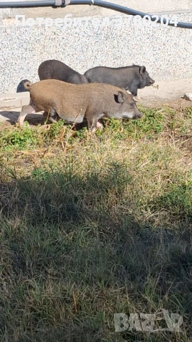 Виетнамски прасета, снимка 5 - Прасета - 54198346