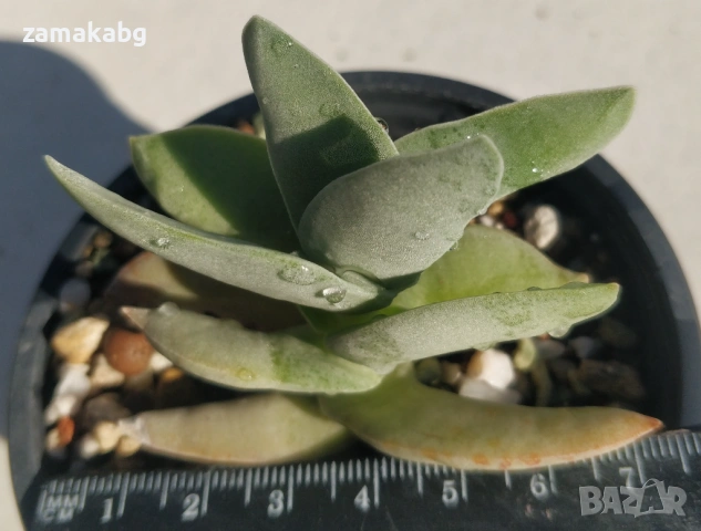 Красула (Crassula falcata) сукулентно растение 5-6 см, снимка 2 - Градински цветя и растения - 54442600