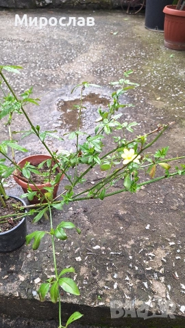 Продавам растение Зимен Жасмин (Jasminum nudiflorum), снимка 3 - Градински цветя и растения - 54579336