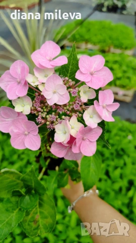 Хортензия Месалина, Hydrangea Messаlina  за сянка !, снимка 5 - Градински цветя и растения - 43401747