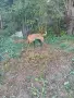Malinova Belgiska Ovcarka, снимка 12