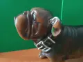 Порцеланово Куче Английски Булдог Внос от Англия, снимка 2