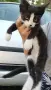Подарявам малки котенца, снимка 6