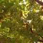 Бяло десертно сладко грозде за производство на вино, ракия и консумация, снимка 1
