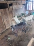 Кози, снимка 2