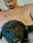 ,малки белгийски овчарки, снимка 7