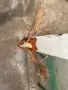 Продавам трофей от Елен лопатар, снимка 5