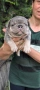 Френски булдог/French Bulldog , снимка 7