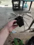 Черен офиопогон (Ophiopogon planiscapus 'Nigrescens'), снимка 5