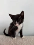 МЪЖКО КОТЕНЦЕ Търси дом, снимка 4