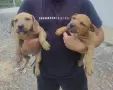 Питбулчета 2 женски , снимка 2