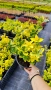 Евонимус Ауреа, Euonymus Japonica Aurea, снимка 6