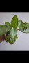 Еписцея, episcia silver sheen, снимка 1