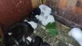 Зайчета за угояване , снимка 1