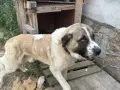 алабай микс спешно търси дом, снимка 2