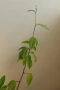 Пасифлора, Маракуя, Passiflora edulis, 2 бр. растения за 3 евро + бонус !, снимка 2