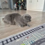 котка шотландска клепоуха , снимка 4