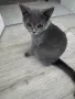 Британски късокосмести котенца, снимка 1