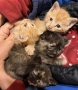 Подарявам едномесечни котенца, София , снимка 1