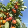 Кайсия от производител !, снимка 4
