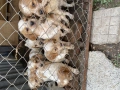 Бретонски шпаньол, снимка 4