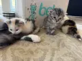 Домашни Котенца с Хигиенни Навици и Доставка до Вашия Град, снимка 10
