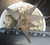 Хавортия теселата (Haworthia tessellata), сукулентно растение, снимка 1