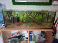Аквариуми 4 броя, снимка 1