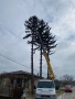 Рязане на опасни дървета и склони с вишка, снимка 4