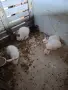 Зайци на 3 месеца , снимка 2