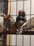 Продавам зеброви амадини , снимка 3