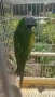 Розовогърд александър 🦜 Китайски Алексанри , снимка 9