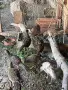 Фазани и патици, снимка 5