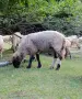 Продавам едър скопен коч за курбан ИЗГОДНО !, снимка 1