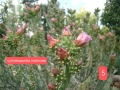 Кактуси за продажба Зимоустойчиви, снимка 12