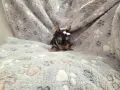 йорквширски териер момиченце, снимка 2