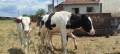 Продавам телета , снимка 3