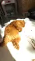Той пудел Toy poodle, снимка 4
