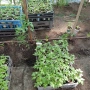 Продавам разсад биволско сърце и червен гигант, снимка 2