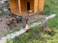 Белгийски овчарки (Малиноа), снимка 1
