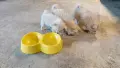 ​🐾  Помчи (Померан + Чихуахуа) , снимка 4