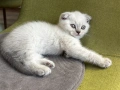 Женско коте , снимка 3