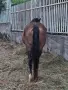 Продавам две кобили, снимка 3