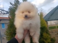 Померан/Померани , снимка 15