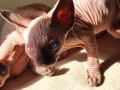 Канадски сфинкс, котенца, снимка 9