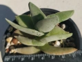 Красула (Crassula falcata) сукулентно растение 5-6 см, снимка 2